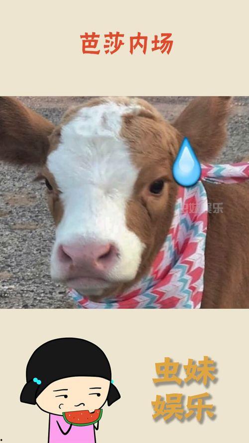 娱乐吃瓜酱狮子