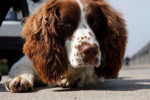 警犬来了网红直播,直播带你探秘警犬训练与实战